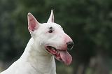 BULL TERRIER MINIATURE 121